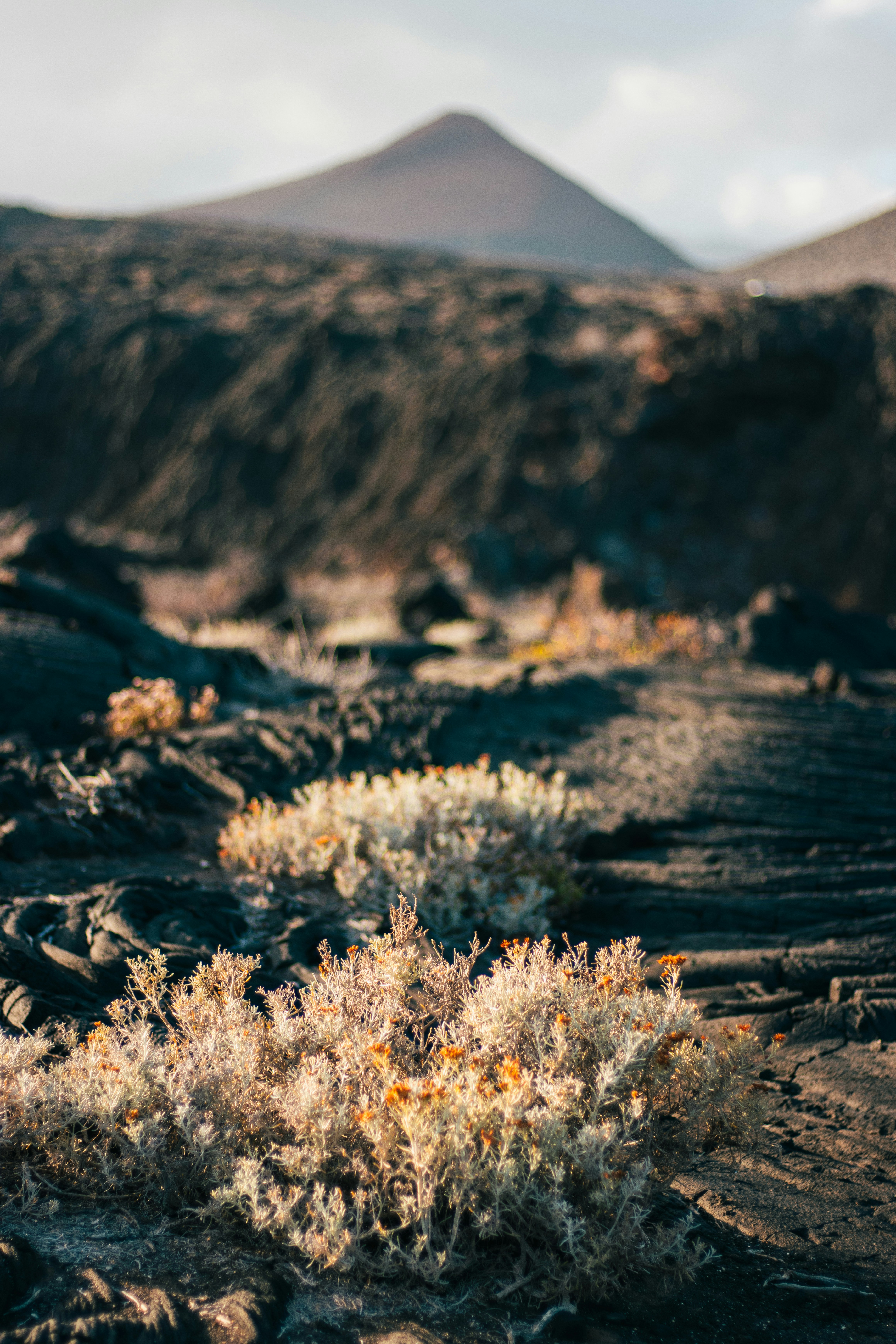 Dry desert landscape with sparse vegetation and distant volcano.